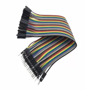 Dây Bẹ Đực-Cái Dài 30cm